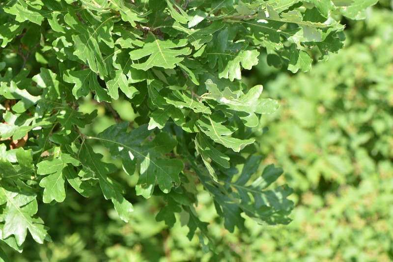 hybrid oak photo 5
