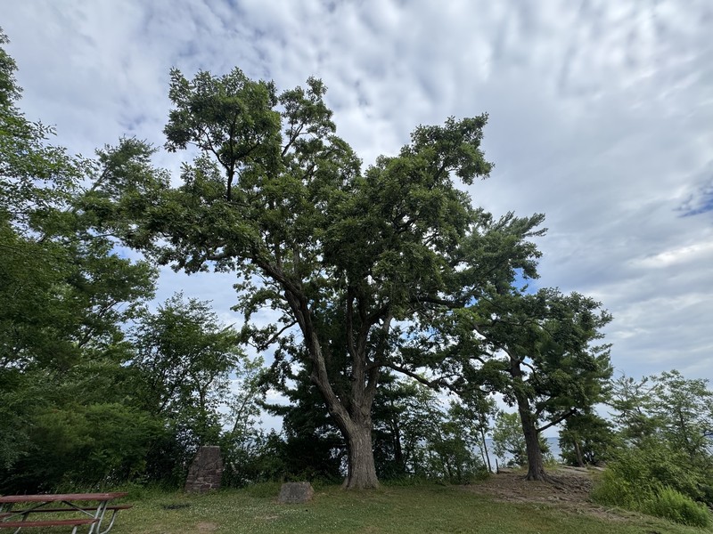 hybrid oak photo 6
