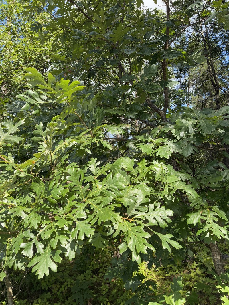 hybrid oak photo 7