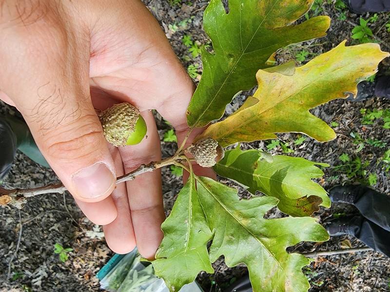 hybrid oak photo 8