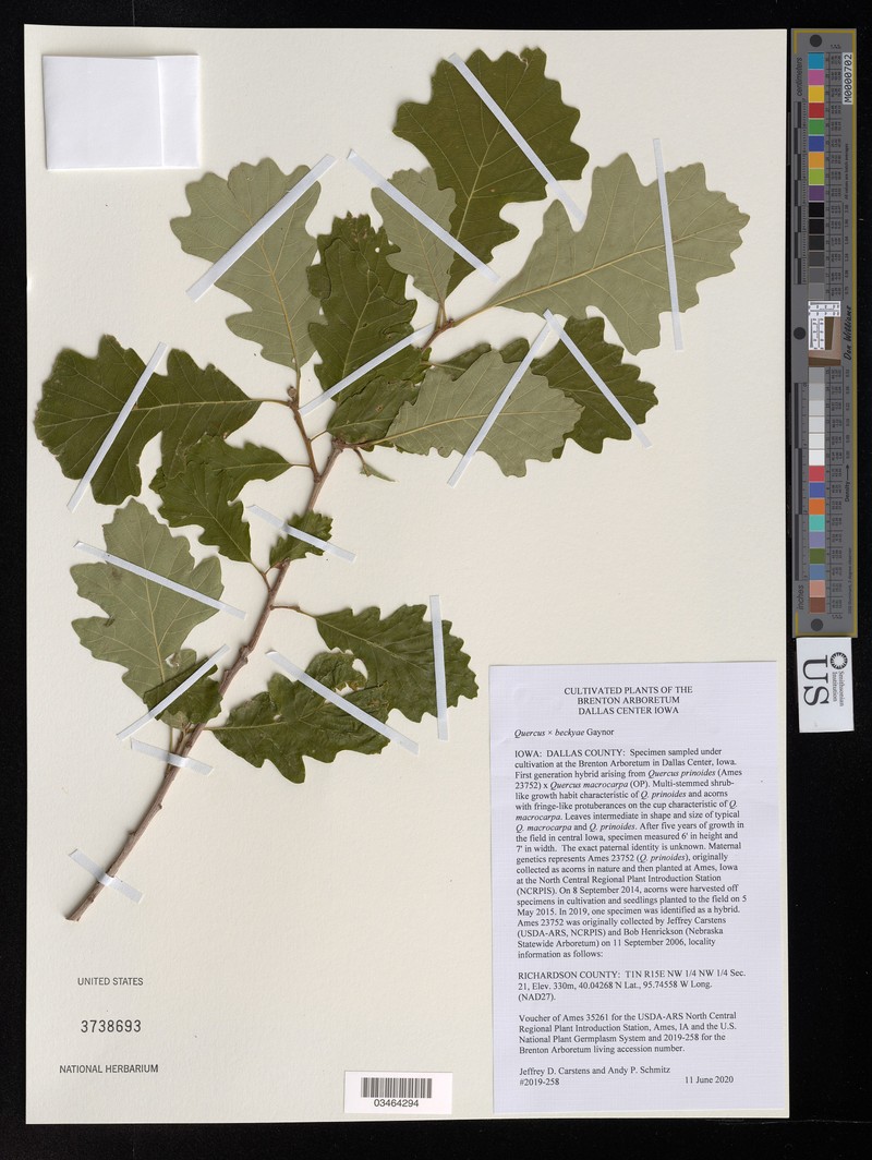hybrid oak photo 2
