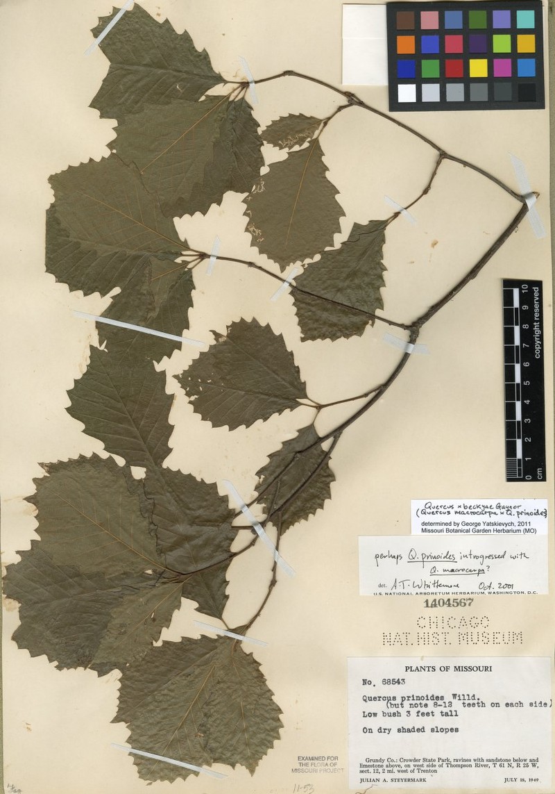 hybrid oak