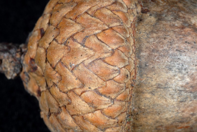 hybrid oak