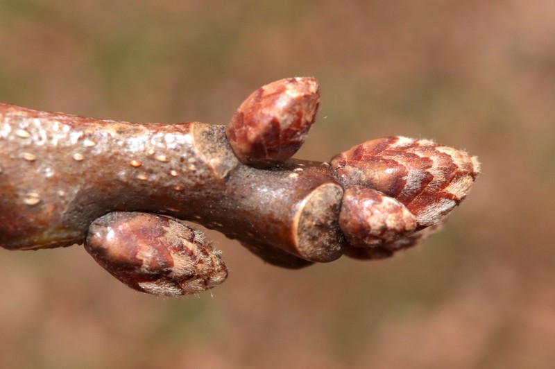 hybrid oak photo 2