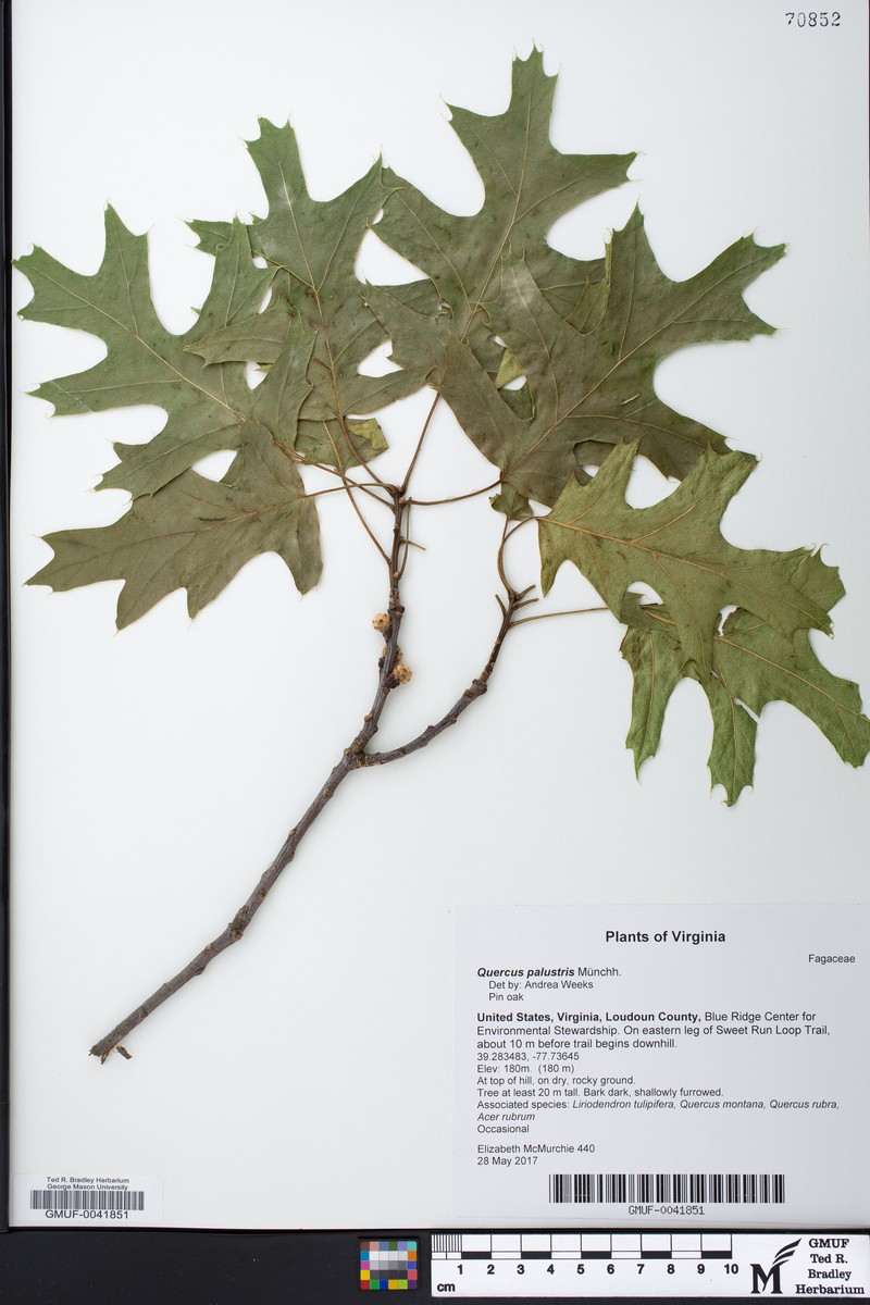 hybrid oak photo 3