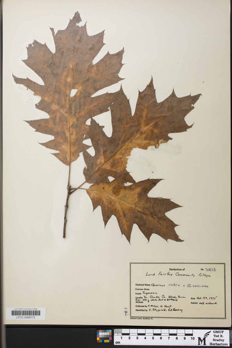hybrid oak photo 4