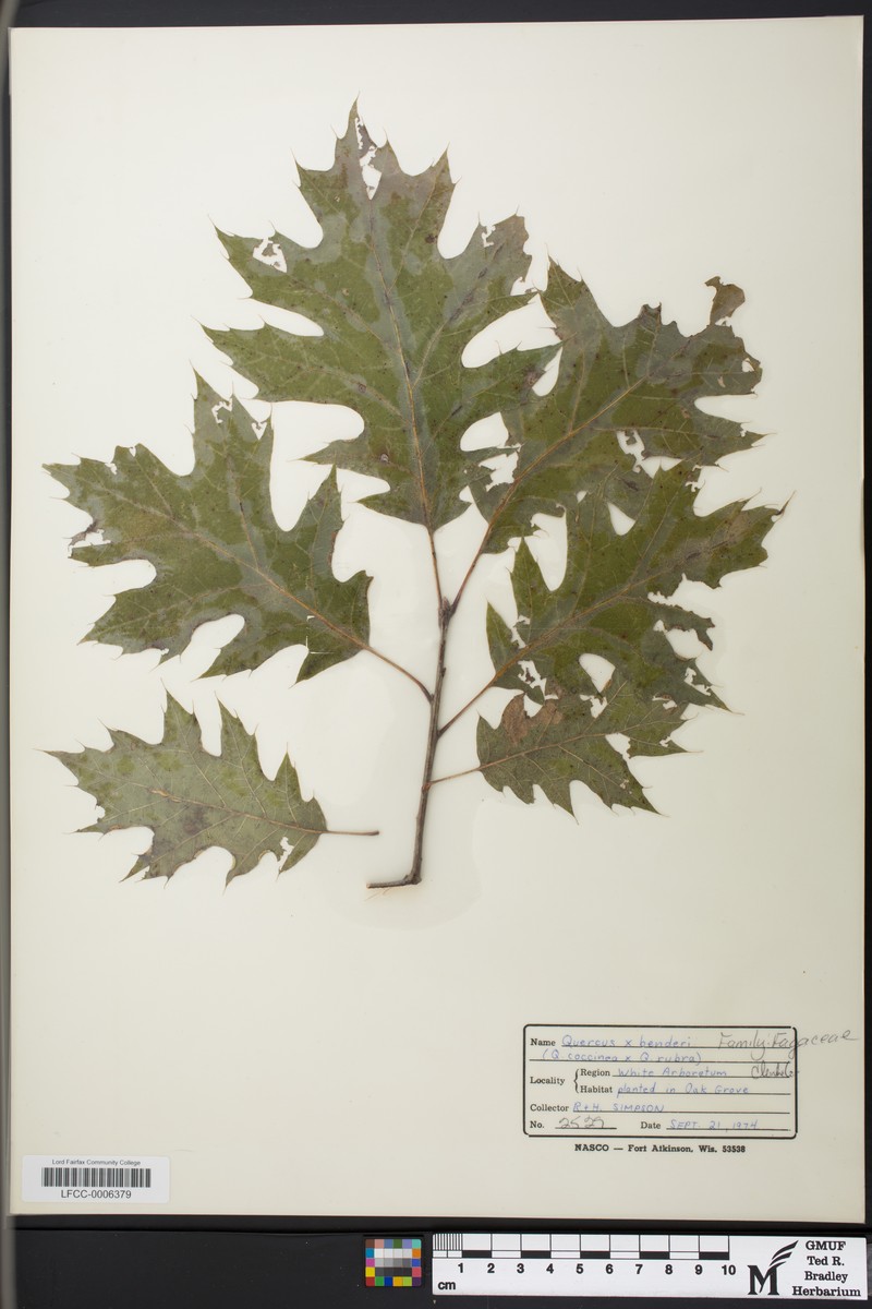 hybrid oak photo 5