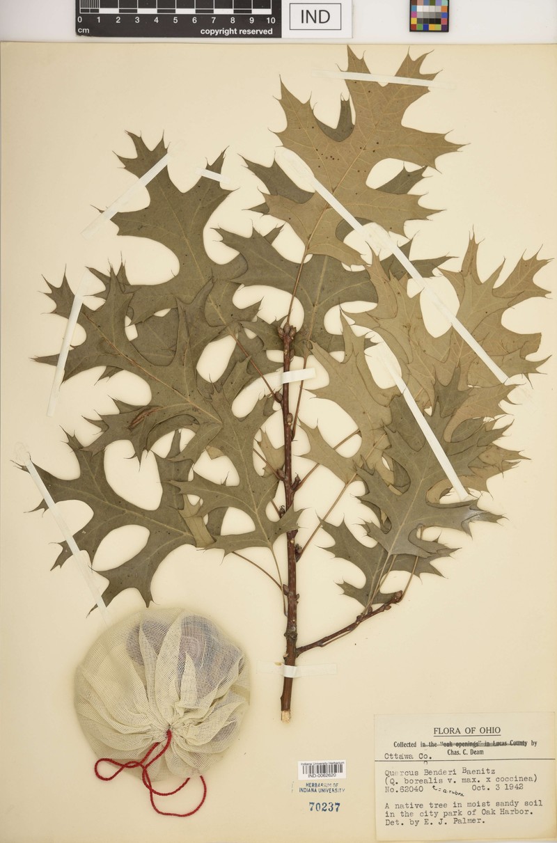 hybrid oak photo 6