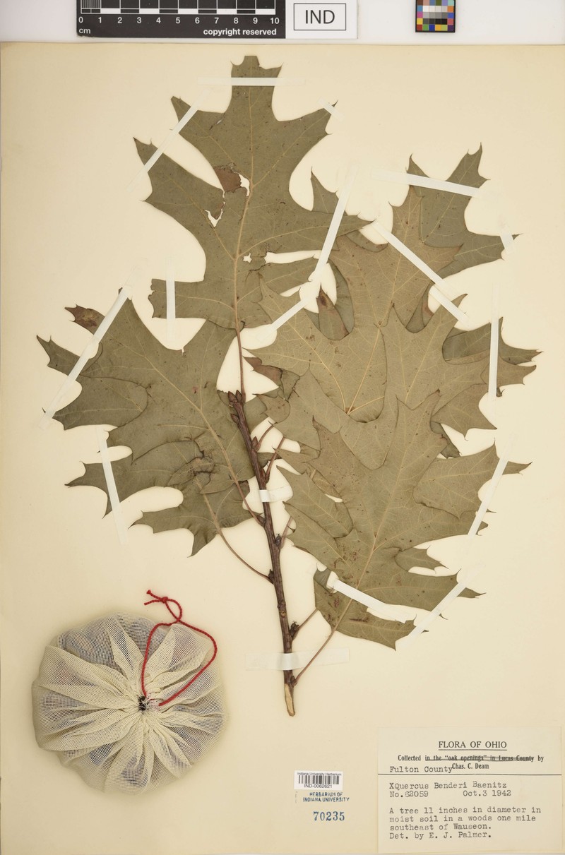 hybrid oak photo 7