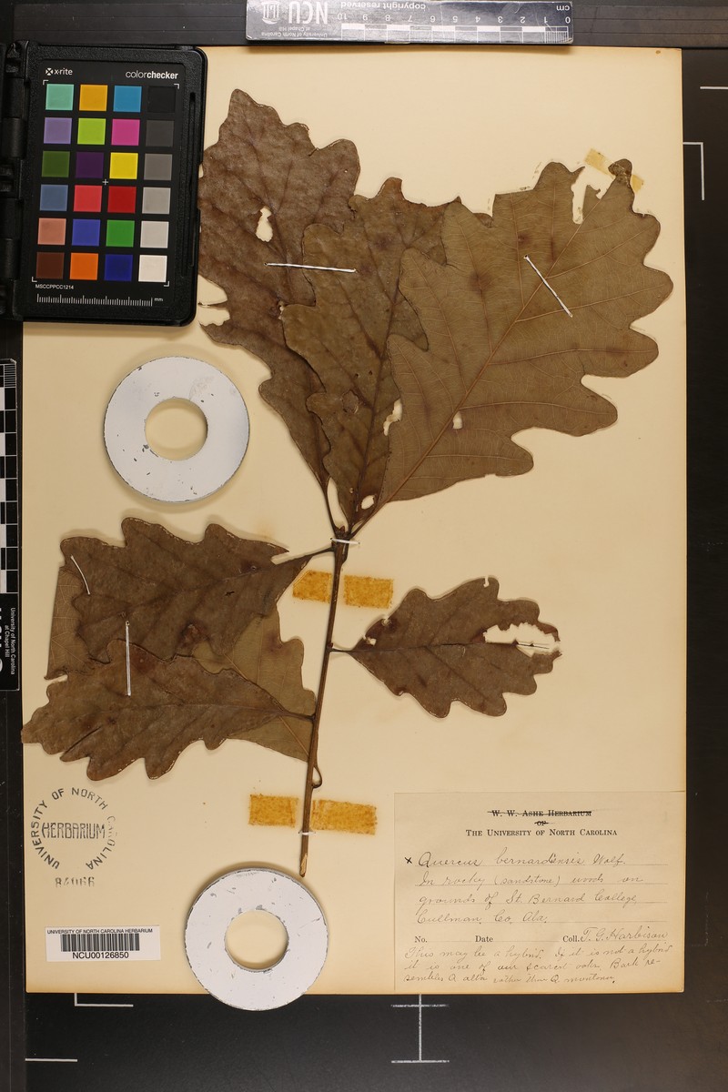 hybrid oak