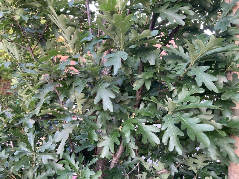hybrid oak photo 3