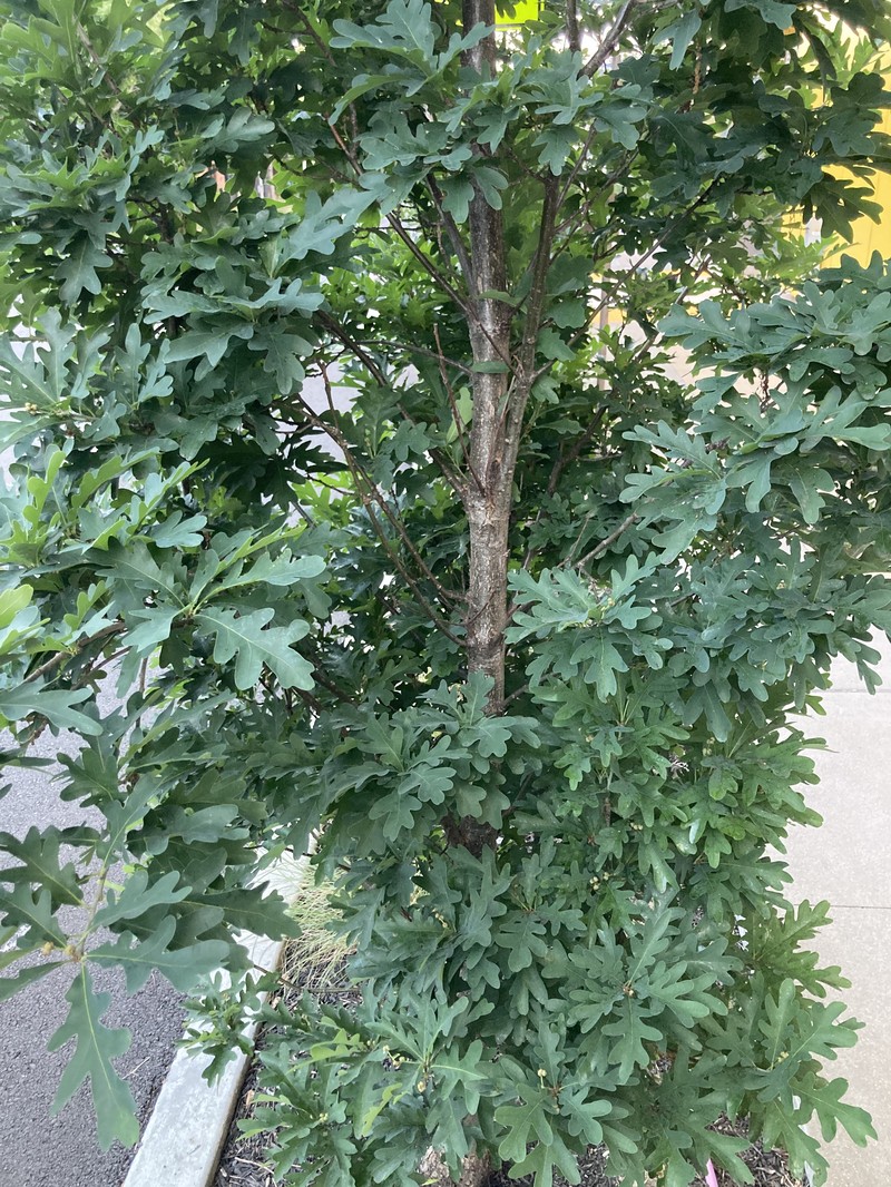 hybrid oak photo 5