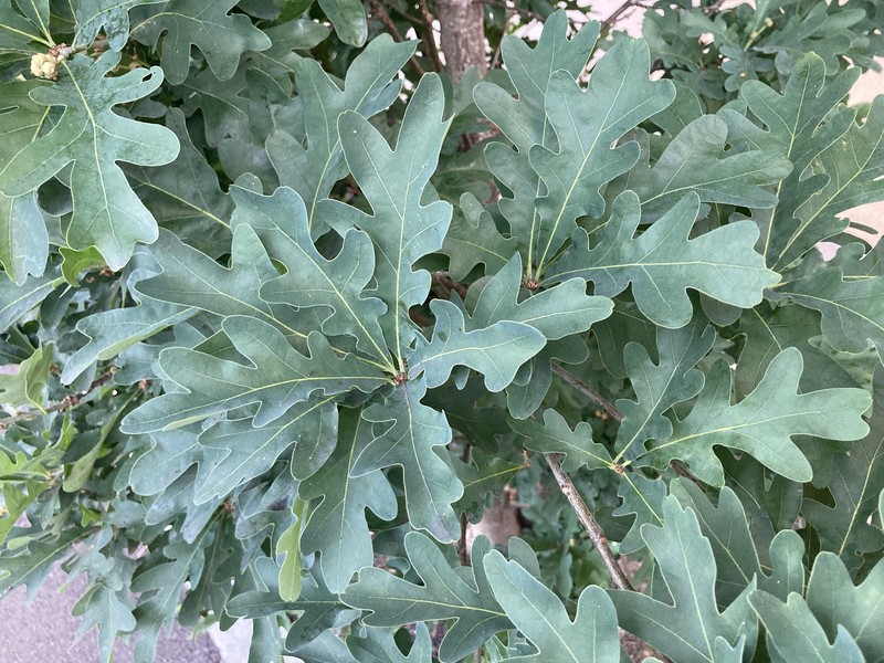 hybrid oak photo 6