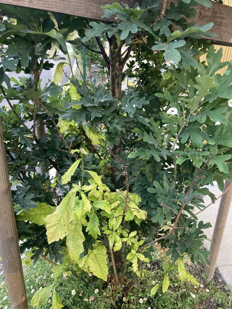 hybrid oak photo 7