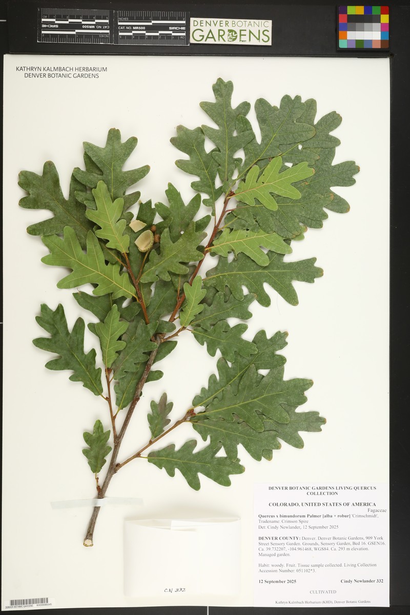 hybrid oak photo 8