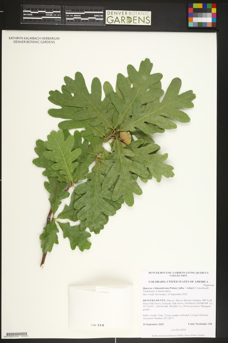 hybrid oak photo 9