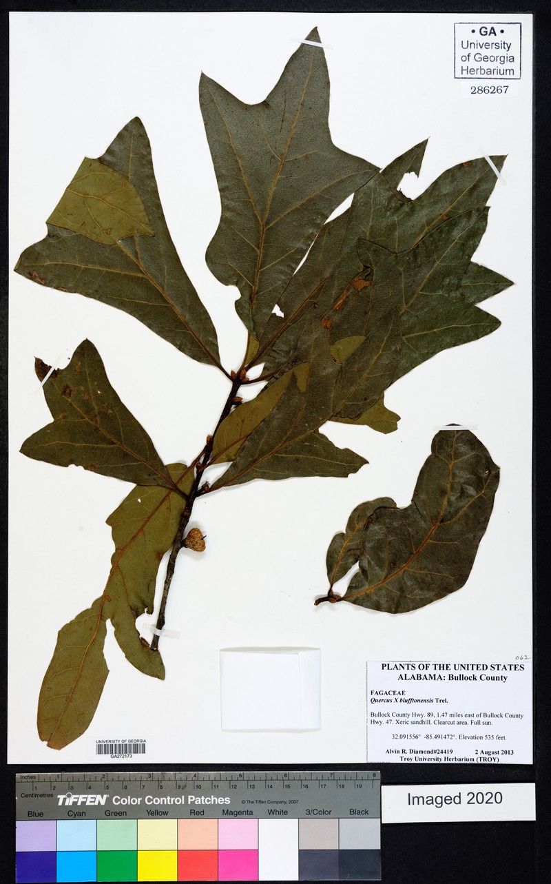 hybrid oak