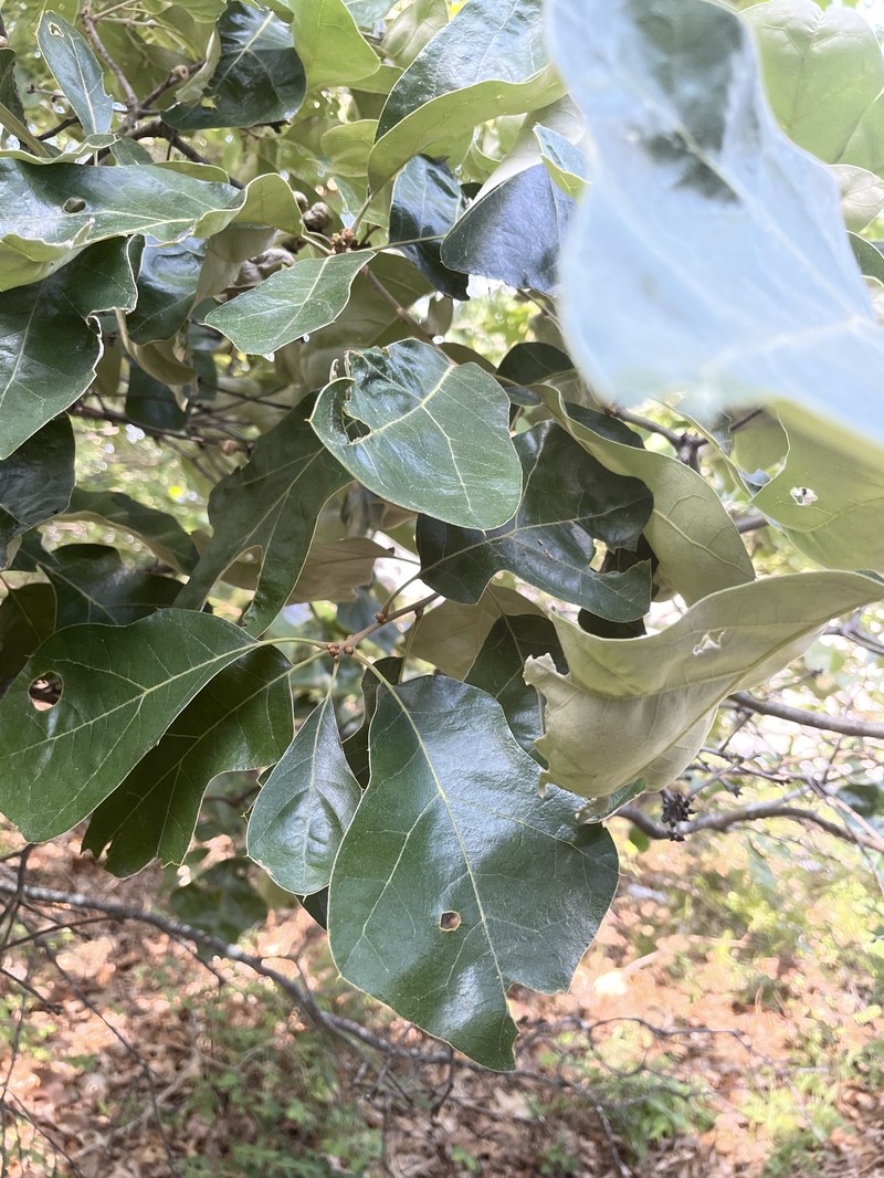hybrid oak