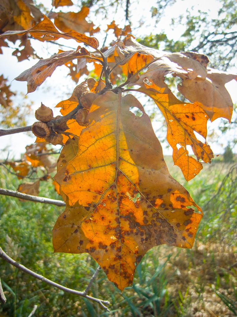 hybrid oak photo 2