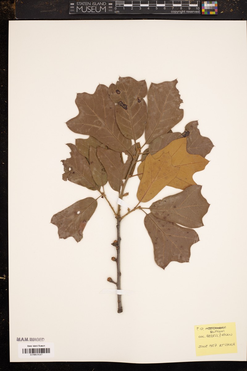 hybrid oak photo 3