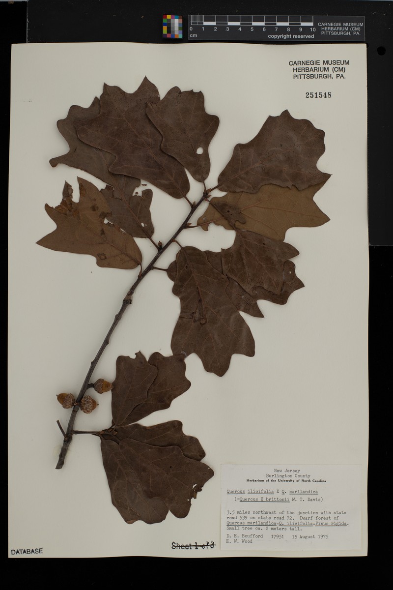 hybrid oak photo 4