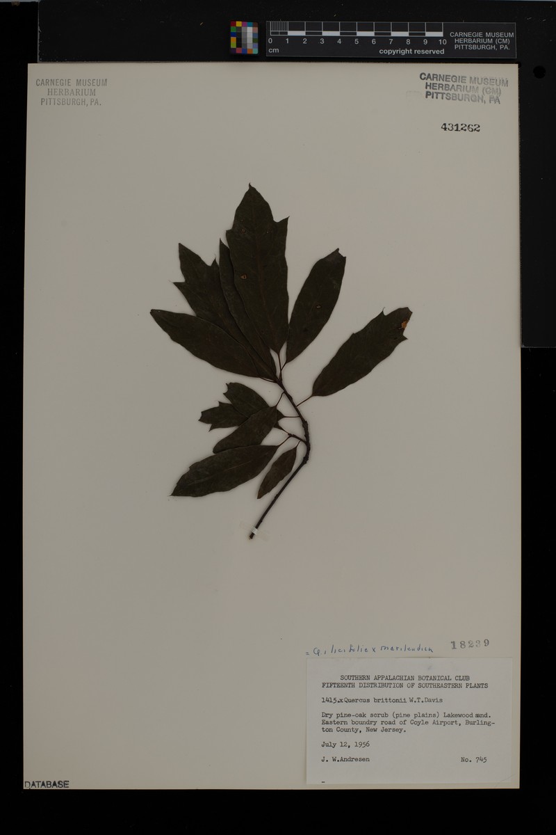 hybrid oak photo 5