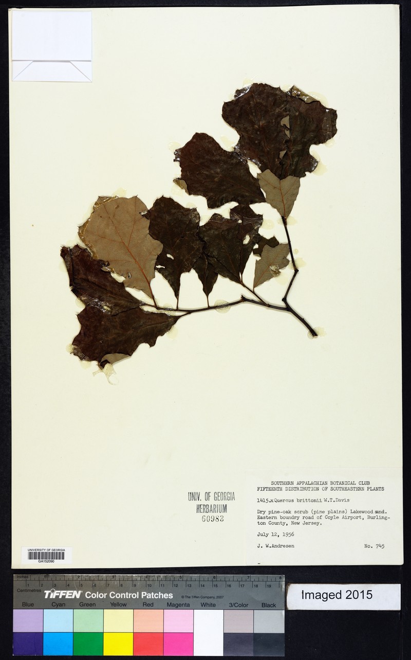 hybrid oak photo 6