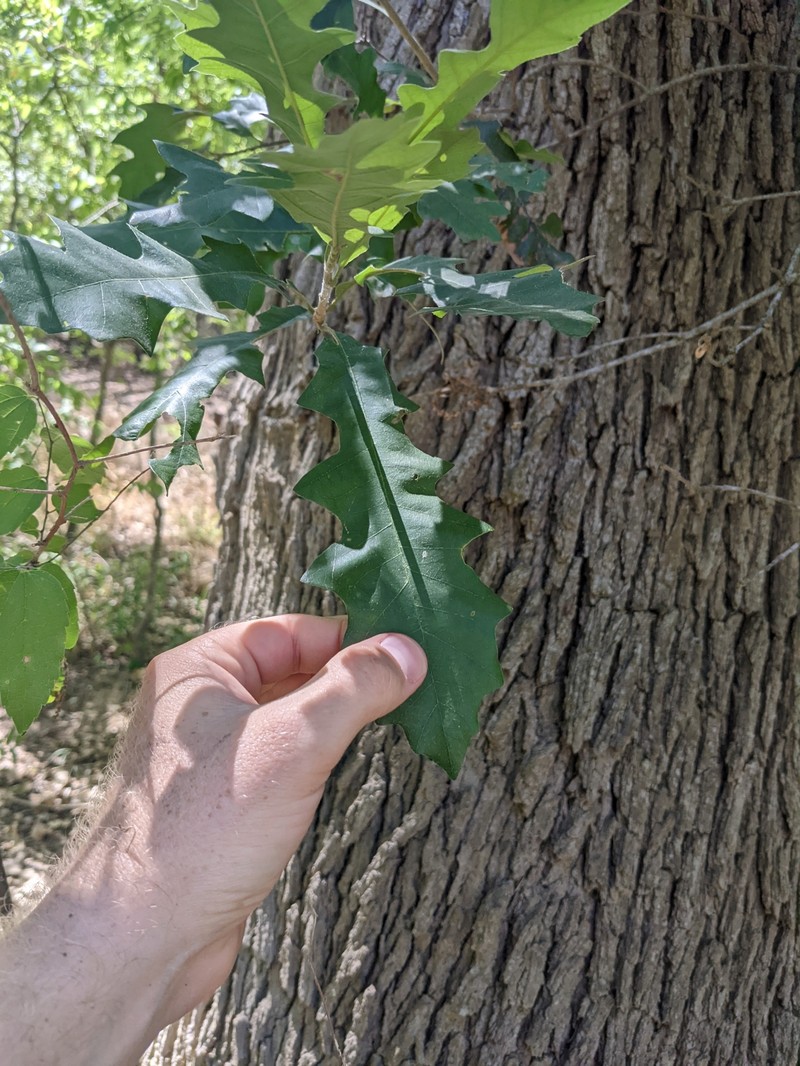 Burnet Oak
