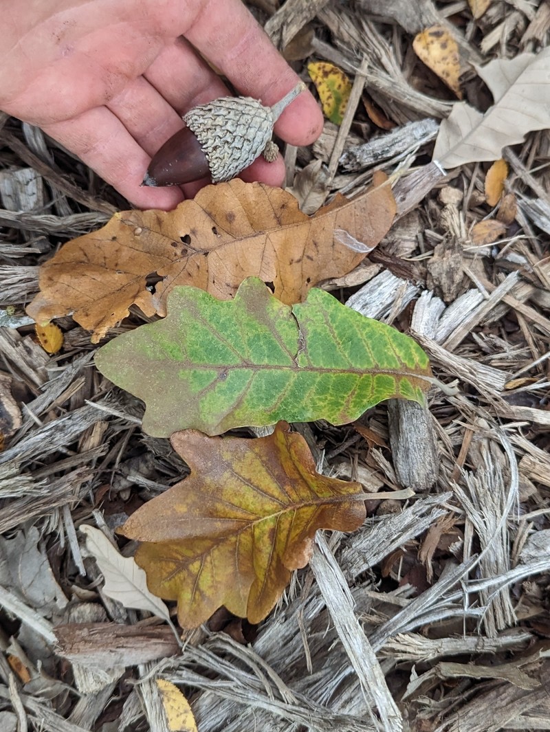 Burnet Oak photo 2