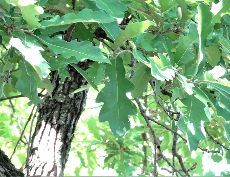 Burnet Oak photo 3