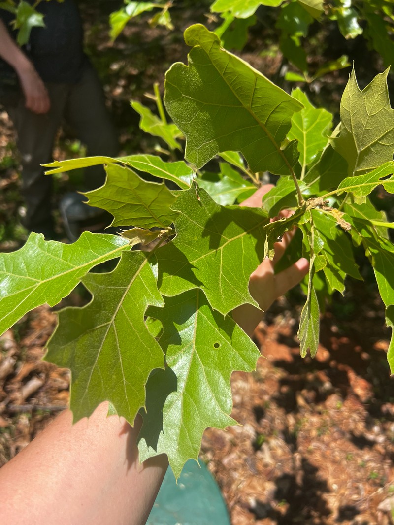Bush Oak