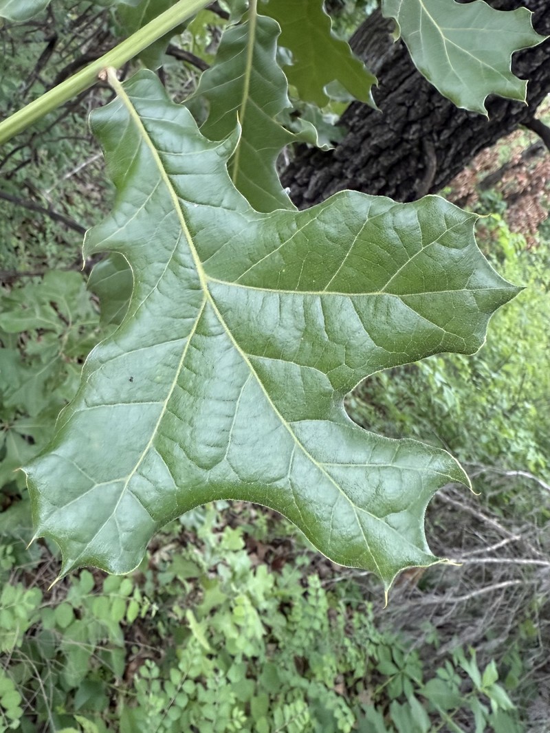 Bush Oak photo 2