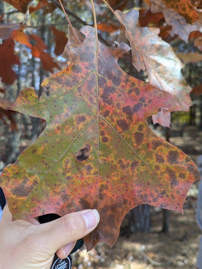 Bush Oak photo 3