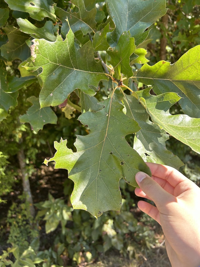 Bush Oak photo 4