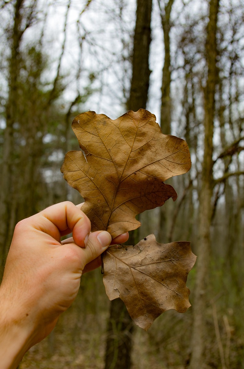 Bush Oak photo 6