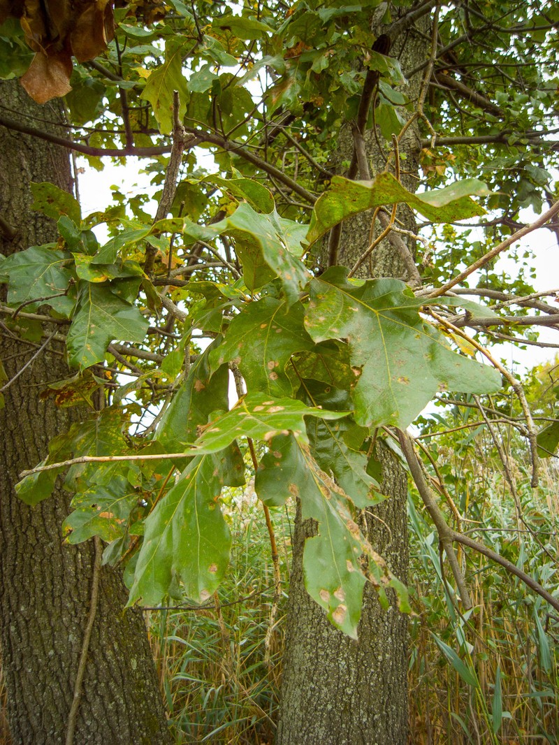 Bush Oak photo 8