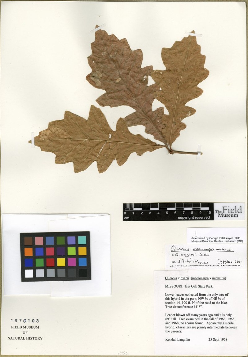 hybrid oak