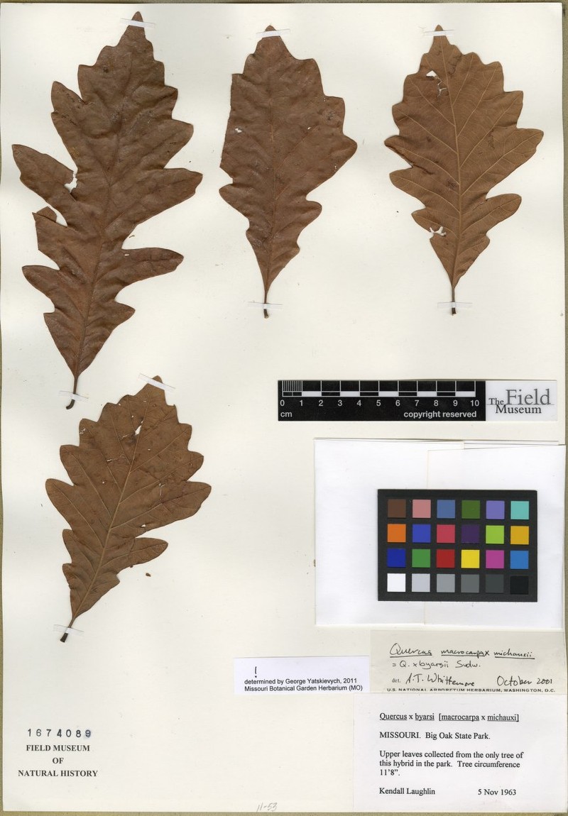 hybrid oak photo 2