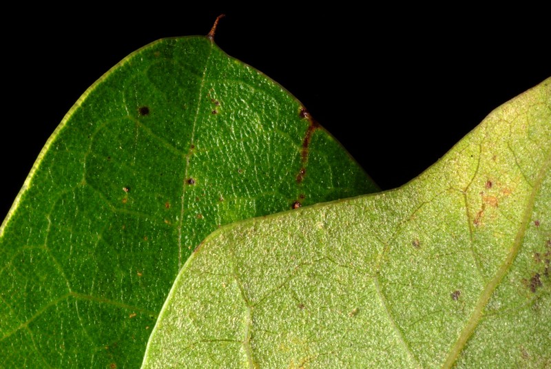 hybrid oak