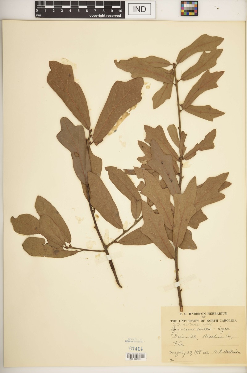 hybrid oak photo 2