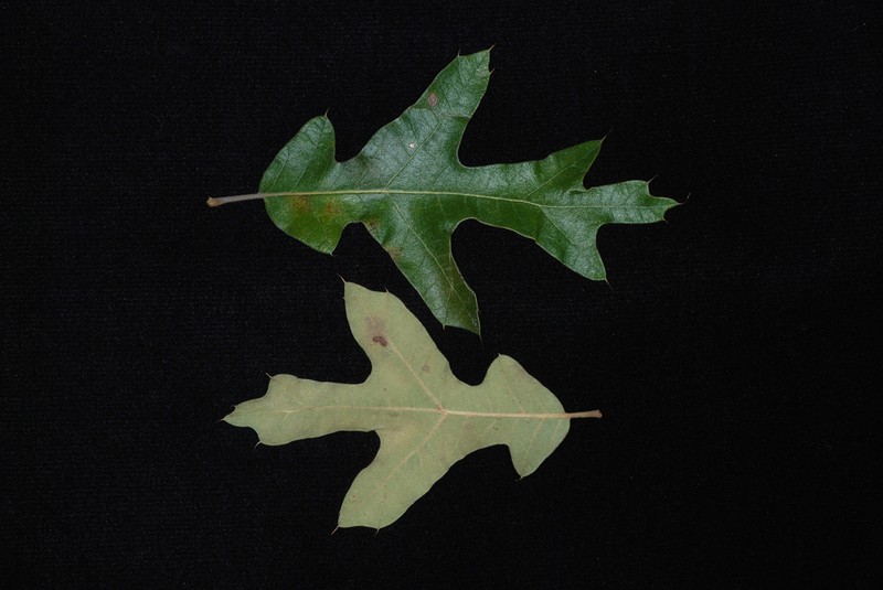 hybrid oak