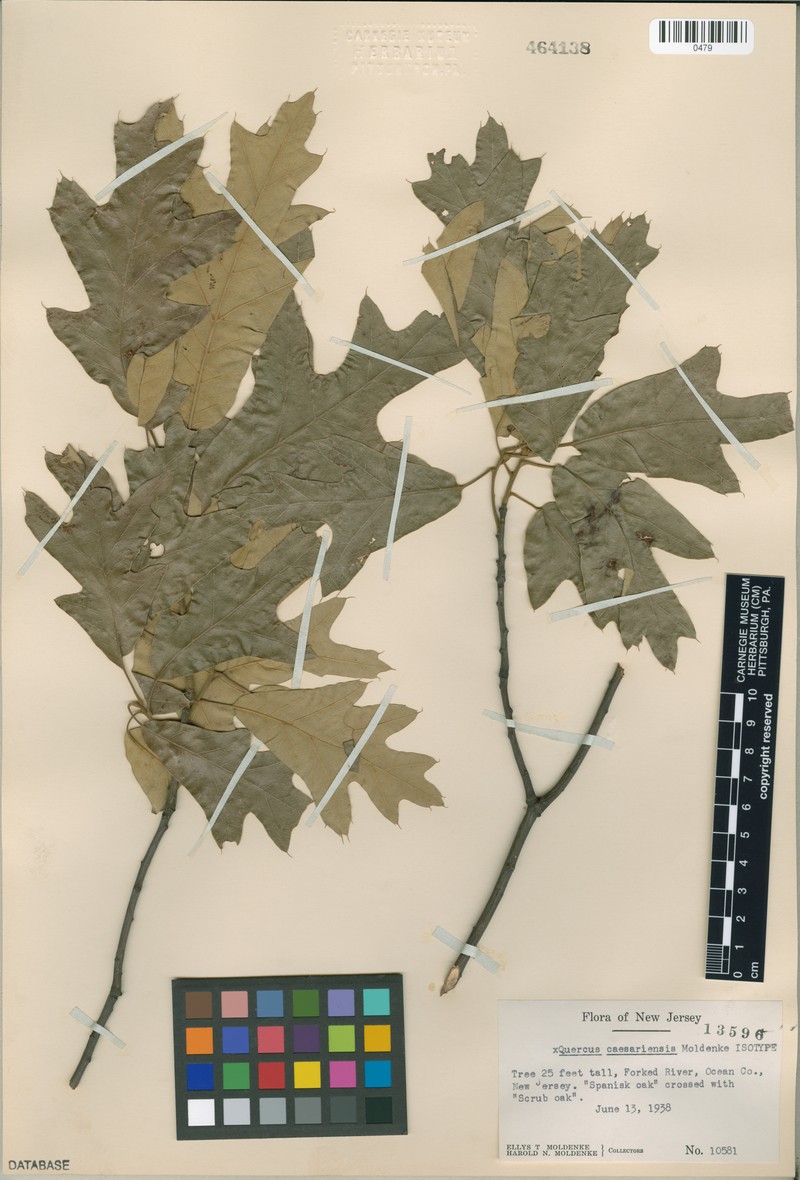 hybrid oak photo 2