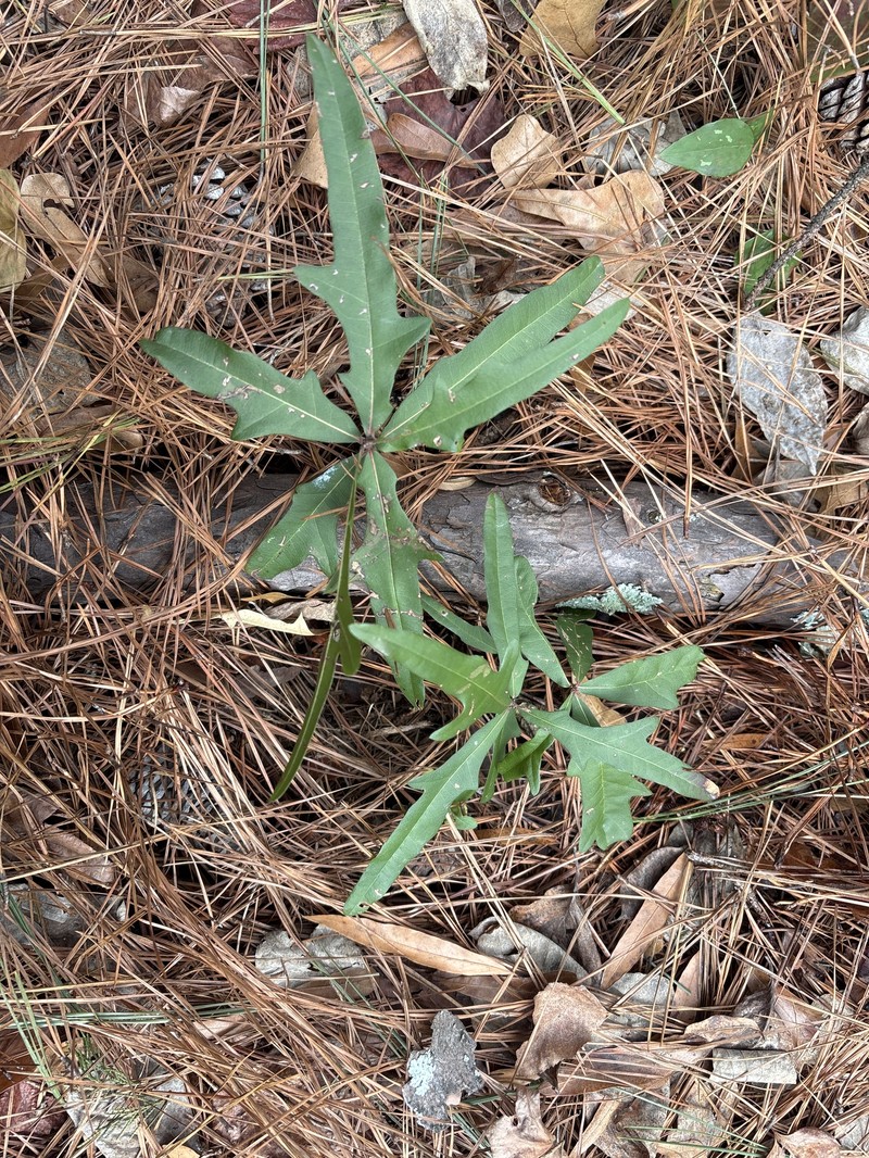 hybrid oak