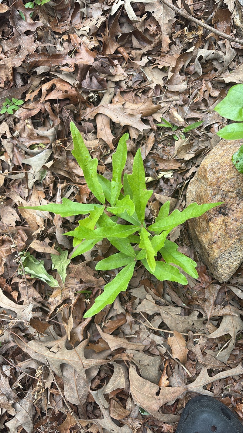 hybrid oak photo 2