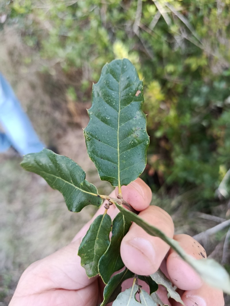 Quercus × celtica