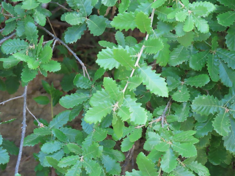 Quercus × cerrioides