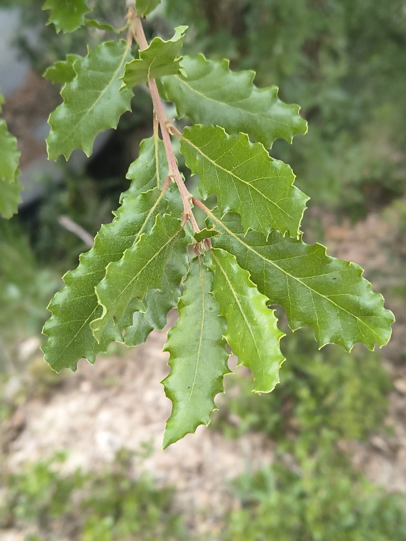 Quercus × cerrioides photo 2