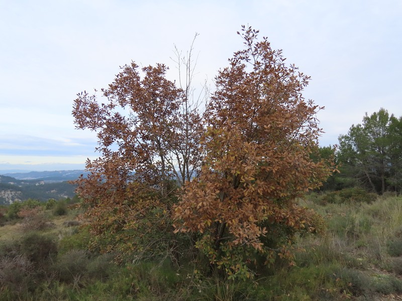 Quercus × cerrioides photo 3