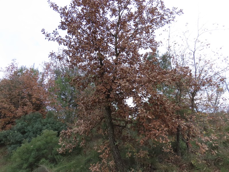 Quercus × cerrioides photo 4