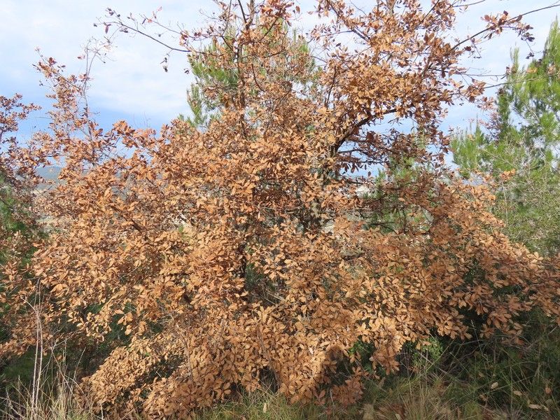 Quercus × cerrioides photo 5